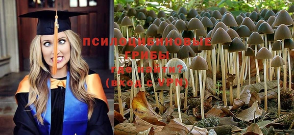 стаф Медногорск